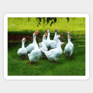 Birds - Gaggle of Geese Sticker